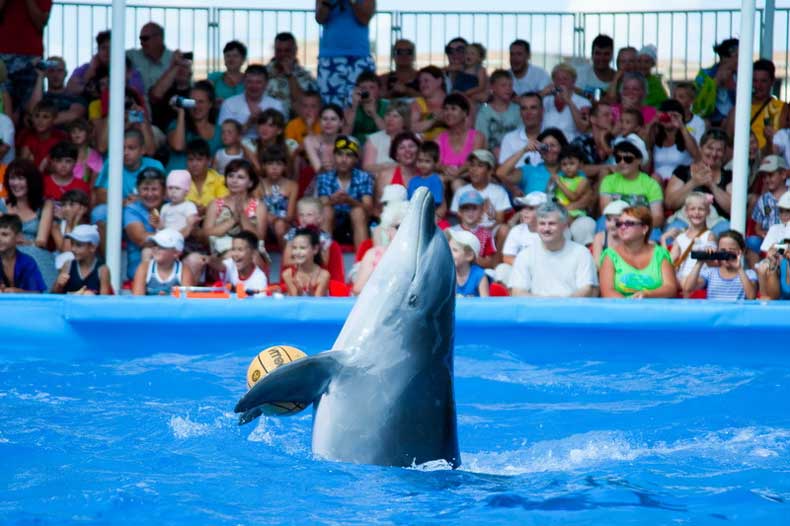 Феодосия, отдых с детьми: знаменитый дельфинарий с экзотической программой - Фото